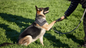 Dog Trainer Academy