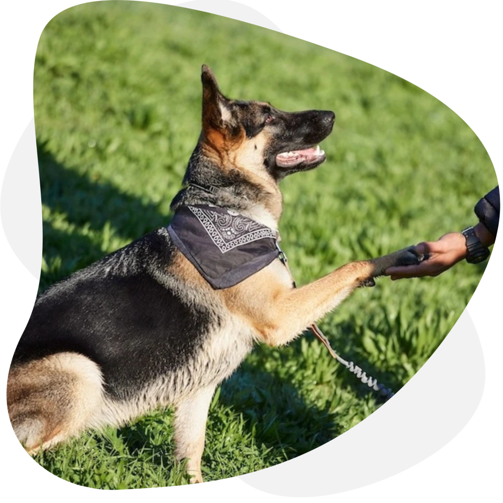 ACM40322 Certificate IV in Animal Behaviour & Training - Dog Trainer ...